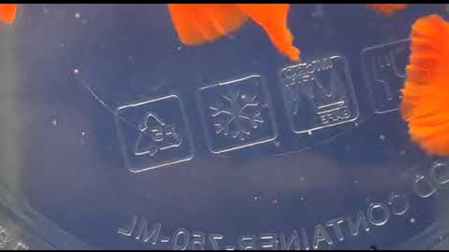 Super Full Red guppies at the farm