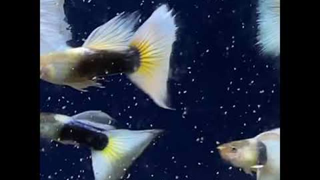 Yellow Taxi guppies swimming at the farm